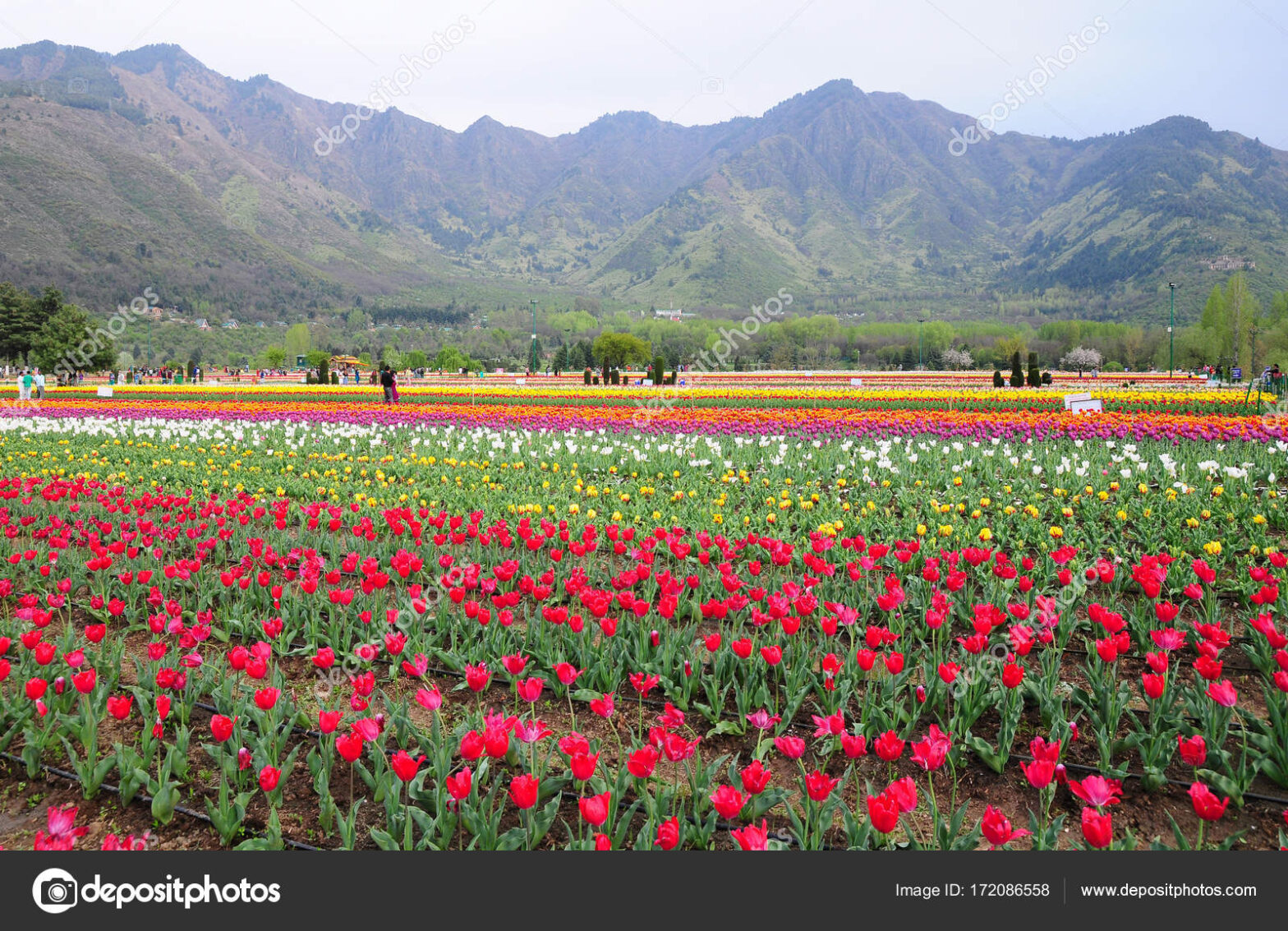 SRINAGAR